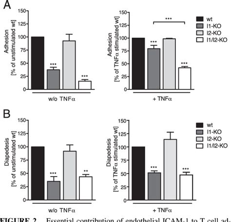 Pdf Endothelium Brain Barrier Rawling On Blood Cell Arrest