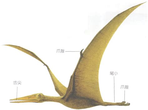 翼手龙 恐龙 图片