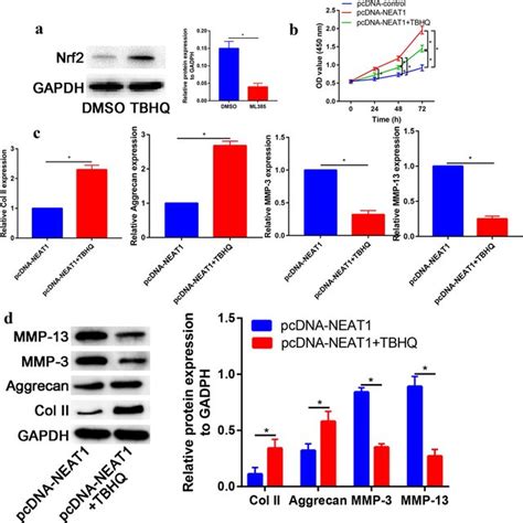 Lncrna Neat1 Induces The Matrix Degradation Of Nucleus Pulposus Cells