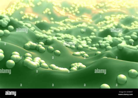 cocci bacteria  res stock photography  images alamy