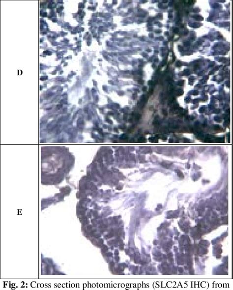 Figure 3 From The Effects Of Curcuma Longa L On Testicular Slc 2 A 5 Expression And Sperm