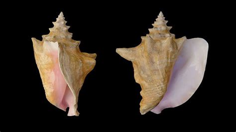 Common And Rare Types Of Shells Found On The Beach Citrus Reef