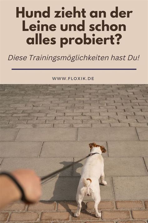 Hund zieht an der Leine 10 Tipps für Leinenführigkeit Hunde