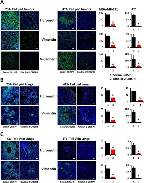 Loss Of Kindlin 2 Inhibits Expression Of Key Markers Of The