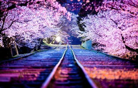 Sakura Night Wallpapers - Top Free Sakura Night Backgrounds ...