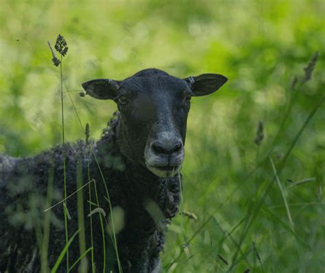 Black Sheep Spiritual Meaning and Symbolism: Explained