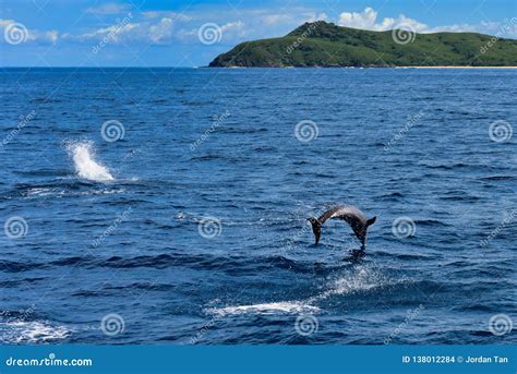 Wild Dolphin Leaping High in Fiji Stock Photo - Image of jump, paradise ...