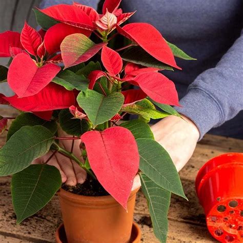 A Potted Poinsettia Plant With Red Flowers And Green Leaves On A Wooden