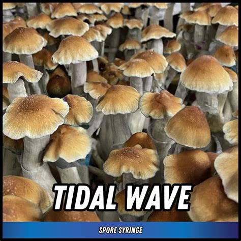 Tidal Wave Spore Syringe P Cubensis Shop Now