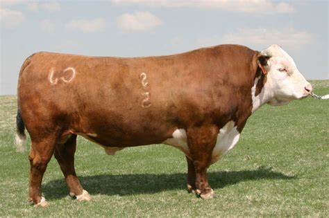 Pin By Patrick Wearing On Cattle Bulls Hereford Cattle Show