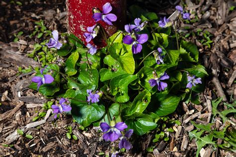 Purple Spring Flowers