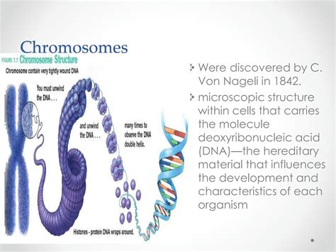 SOLUTION: Chromosomes in nucleus - Studypool