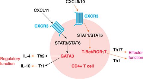 Biased Signaling Pathways Via Cxcr3 Control The Development And