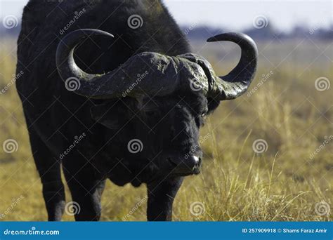 African Buffalo Bull Portrait with Big Horns Stock Photo - Image of ...