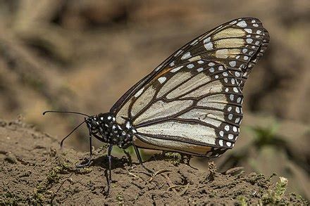 Monarch Butterfly Wikipedia