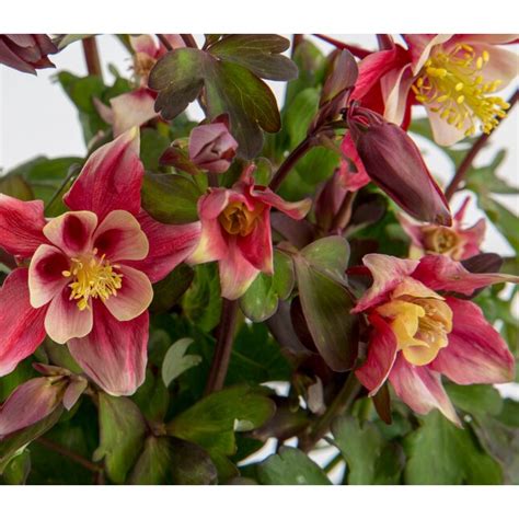 Lowes Multicolor Columbine Plant In 1 Quart Pot At