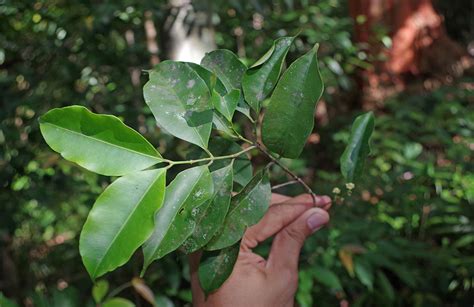 Garcinia Luzoniensis Clusiaceae Image At Phytoimages Siu Edu