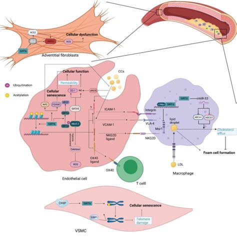 The Roles Played By Sirt In Metabolic Homeostasis Glucose Metabolism