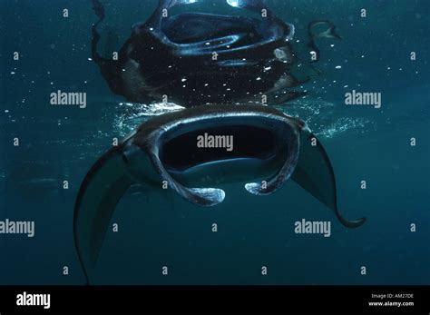 Manta ray feeding at surface Stock Photo - Alamy