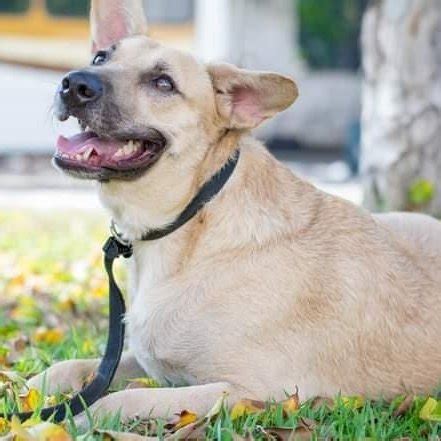 Todo dia cãezinhos projetoMila on Twitter RT abrigojoaorosa TBT