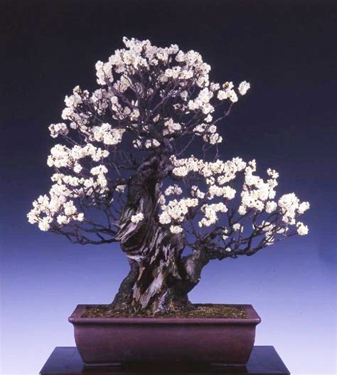 8 best images about Prunus Bonsai - Wild Flowering Cherry, Apricot & Plum Bonsai on Pinterest ...