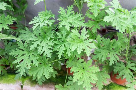 How To Care For Citronella Plants Uses Propagation And Features