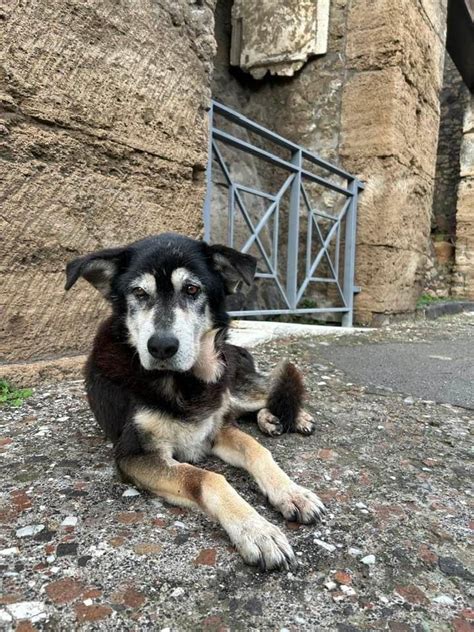 Muere El Perro Callejero