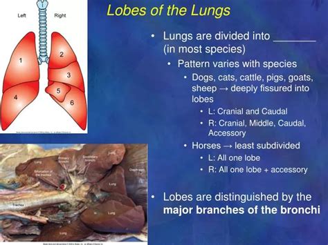 PPT - Lobes of the Lungs PowerPoint Presentation, free download - ID ...