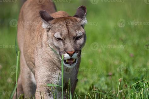 Cougar Or Mountain Lion Puma Concolor 16653253 Stock Photo At Vecteezy