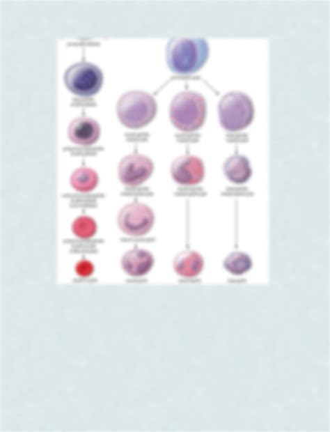 Solution Notes Hematopoiesis Flowchart Studypool