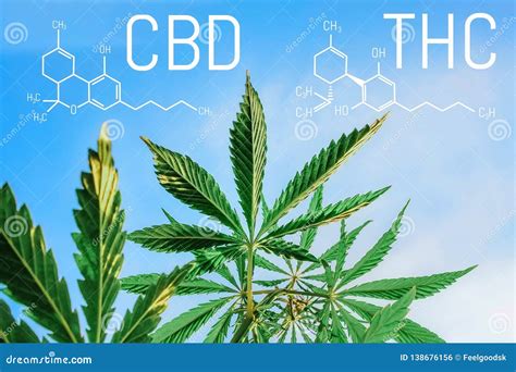 Cannabis Of The Formula Cbd Thc Chemical Formula Of Cannabidiol And