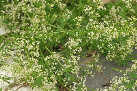 Wiesen Labkraut Galium Mullogo