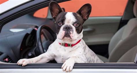 Cómo Llevar a tu Perro en Coche Guía 2024 MascotaPro