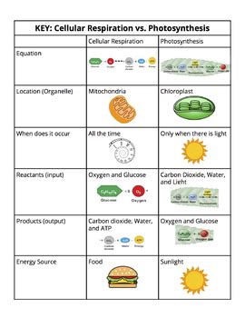 Cellular Respiration And Photosynthesis Comparison