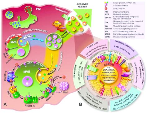 Biogenesis Secretion And Composition Of Exosomes A The Biogenesis