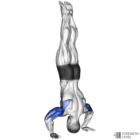 Handstand Push Ups Standards for Men and Women (lb) - Strength Level