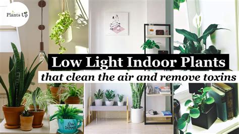 Indoor Plants That Clean The Air And Remove Toxins Low Light Shelly