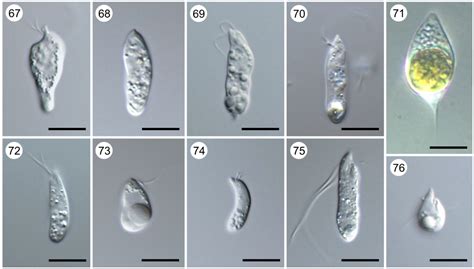 Euglenozoa Taxonomy Diversity And Ecology Symbioses And Viruses