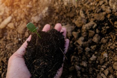 Premium Photo Cropped Hands Holding Sapling