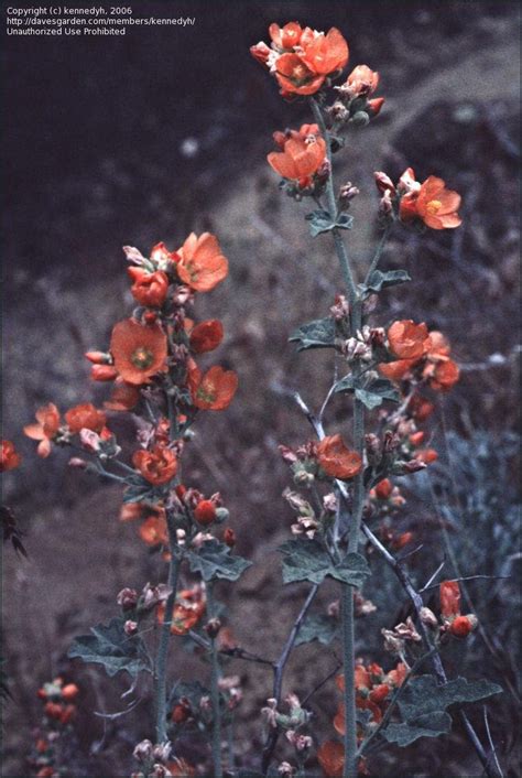 Plantfiles Pictures Sphaeralcea Species Munro S Globemallow Orange