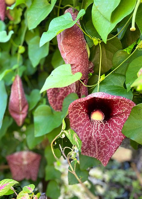 Aristolochia Littoralis