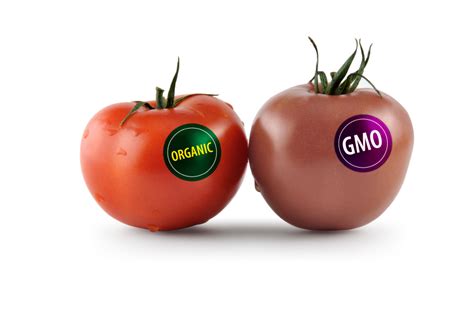 Genetically Modified Food Comparison