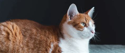 Senior Cat Care Tips | Richmond Veterinary Clinic