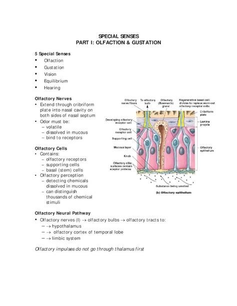 PDF SPECIAL SENSES PART I OLFACTION GUSTATION PPT Notes WDiagrams