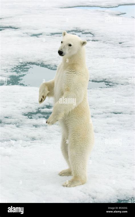 Polar Bear Standing On Hind Legs Ursus Maritimus Stock Photo Alamy