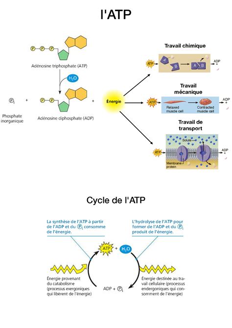 L1 Physio CM Métabolisme de la cellule Poly CHAPITRE 8 Introduction