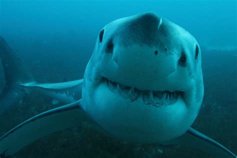 Diver Comes Terrifyingly Close To Great White Shark In Encounter