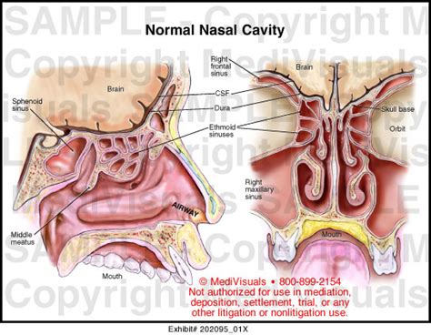 Nasal Cavity Anatomy Model