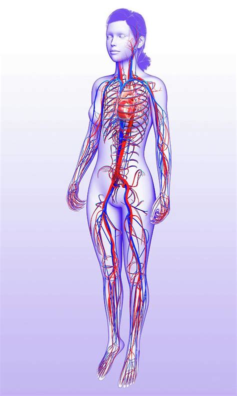 Female Circulatory System Photograph By Pixologicstudio Science Photo