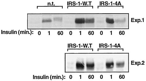 Phosphorylation Of Insulin Receptor Substrate 1 Irs 1 By Protein Kinase B Positively Regulates